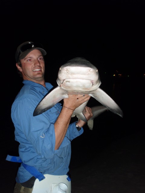 matt shark 3.jpg matt shark 3.jpg